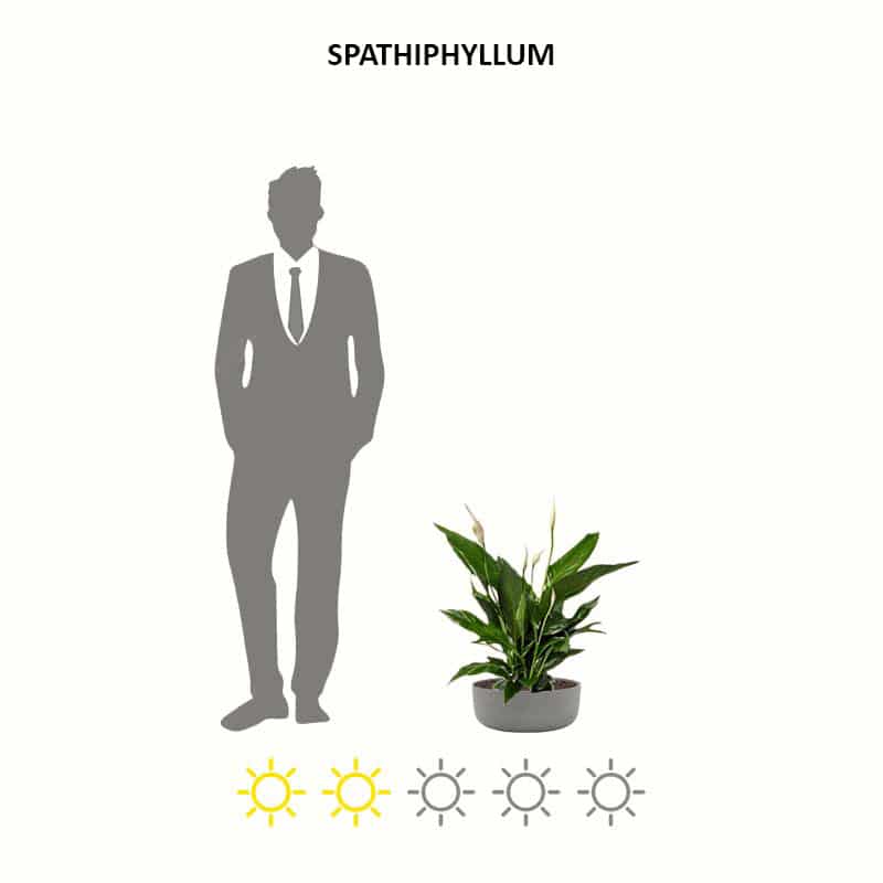 Spathyphillum